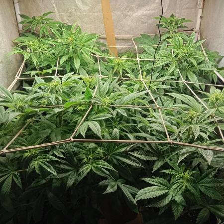 Cultivo 2026