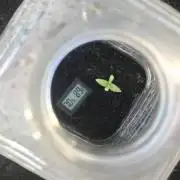 TropicB