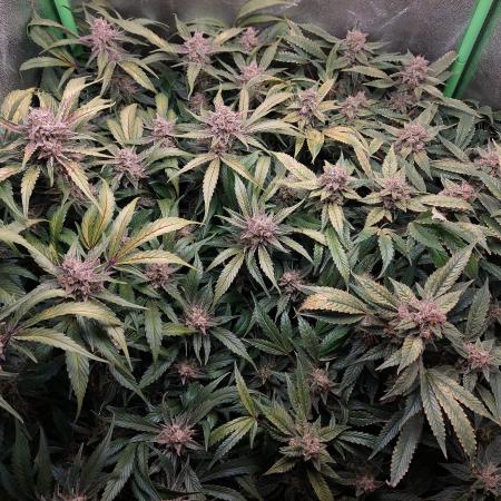 2°a DWC Kosher Cake Auto