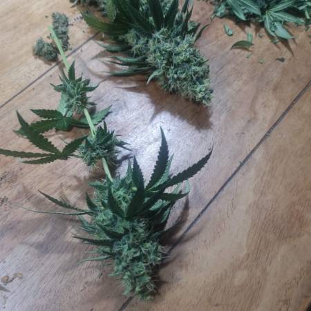 King'sKush_GreenHouseSeeds