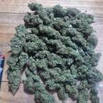 Super Lemon Haze Auto GreenHouse