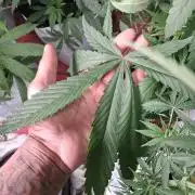 Paradise pine