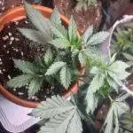 Super lemon haze