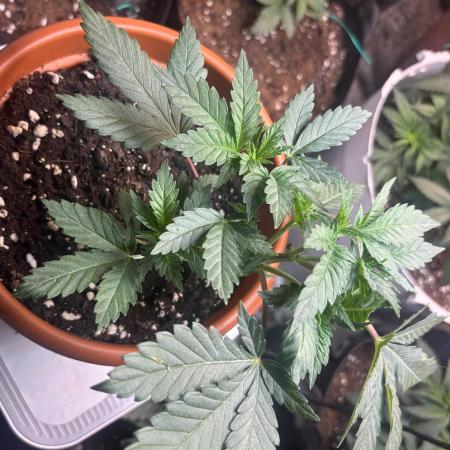 Super lemon haze