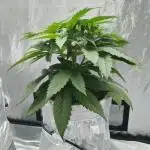 Candy Kush @ Nirvana Seeds