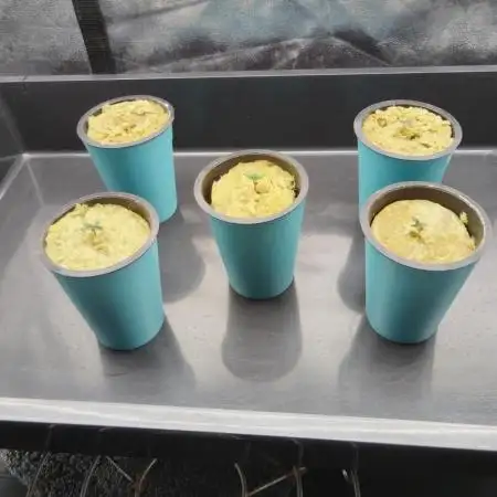 Candy Kush @ Nirvana Seeds