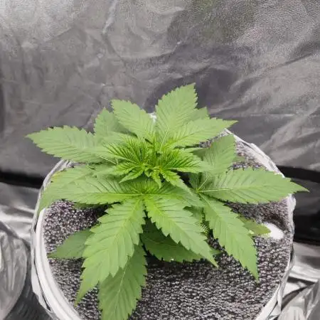 Candy Kush @ Nirvana Seeds