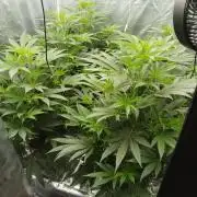 Candy Kush FEM - Nirvana Seeds