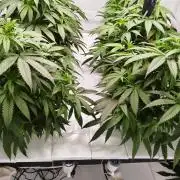 Candy Kush @ Nirvana Seeds