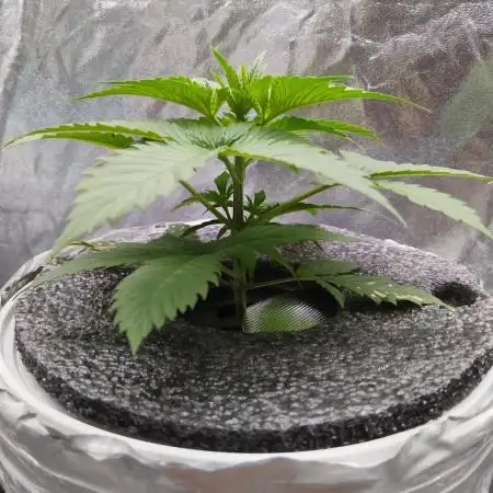 Candy Kush @ Nirvana Seeds