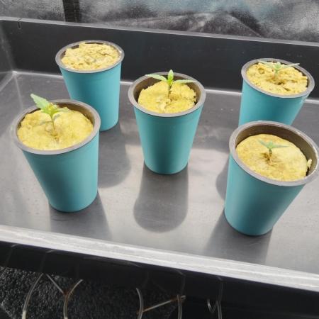 Candy Kush @ Nirvana Seeds