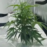 Candy Kush FEM - Nirvana Seeds