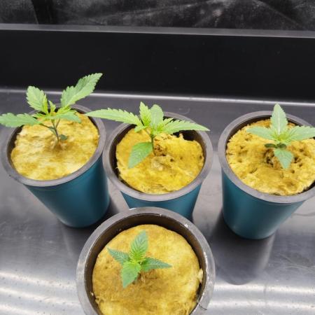 Candy Kush @ Nirvana Seeds