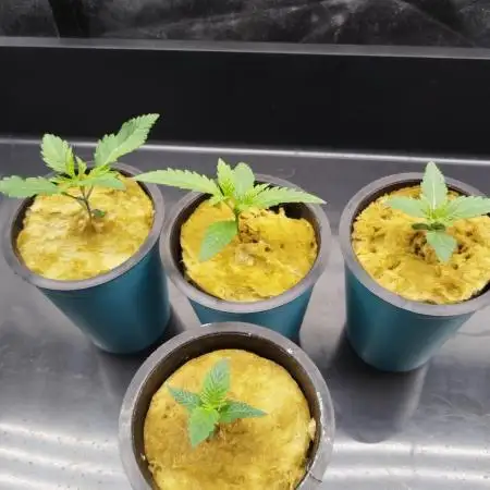 Candy Kush @ Nirvana Seeds