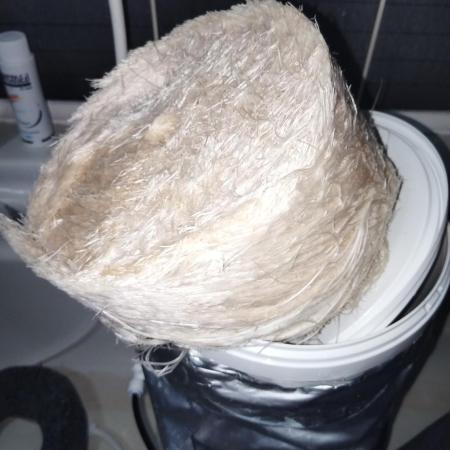 Candy Kush @ Nirvana Seeds