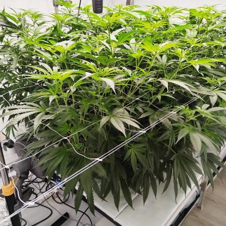 Candy Kush @ Nirvana Seeds