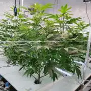 Candy Kush FEM - Nirvana Seeds