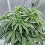 Candy Kush @ Nirvana Seeds