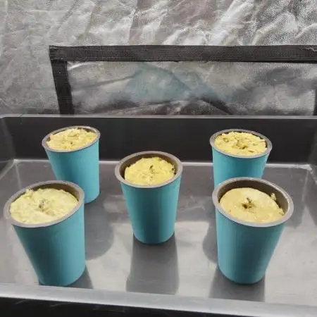 Candy Kush @ Nirvana Seeds