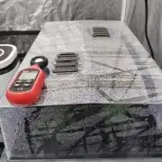 Candy Kush FEM - Nirvana Seeds