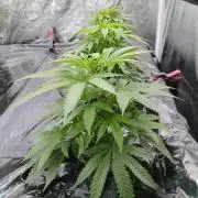 Candy Kush @ Nirvana Seeds