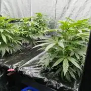 Candy Kush @ Nirvana Seeds
