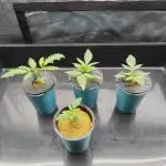 Candy Kush @ Nirvana Seeds