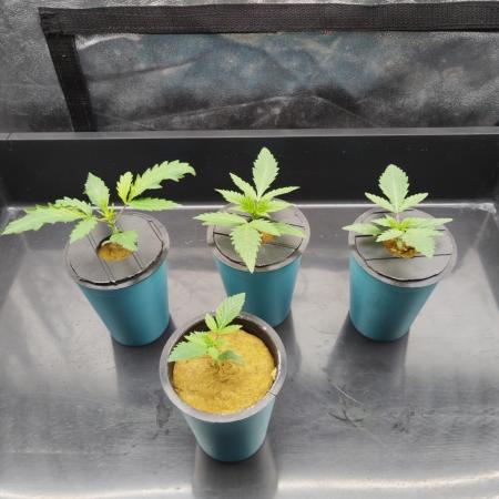 Candy Kush @ Nirvana Seeds