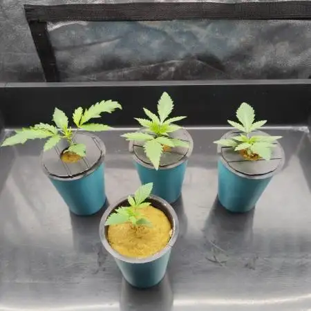 Candy Kush @ Nirvana Seeds