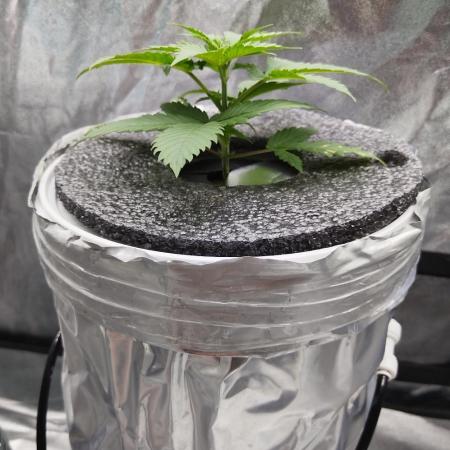 Candy Kush @ Nirvana Seeds