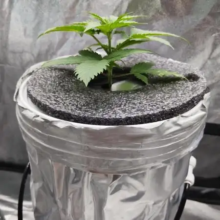 Candy Kush @ Nirvana Seeds
