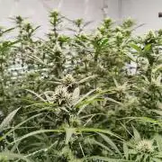 Candy Kush @ Nirvana Seeds
