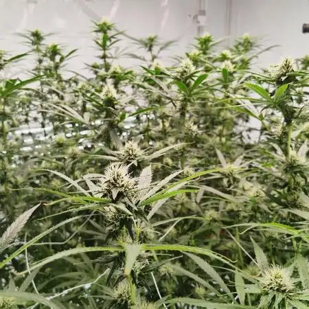 Candy Kush @ Nirvana Seeds