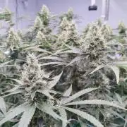 Candy Kush @ Nirvana Seeds
