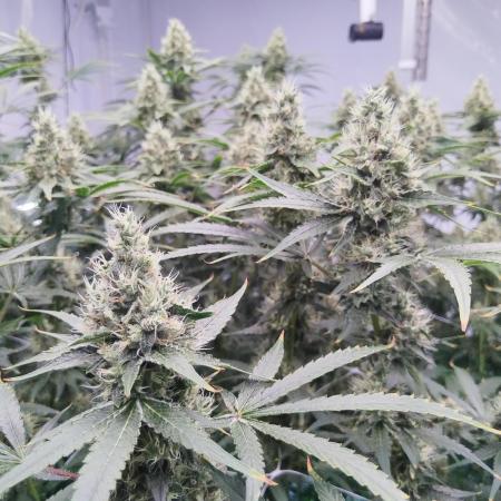 Candy Kush @ Nirvana Seeds