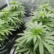 Candy Kush @ Nirvana Seeds