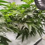 Candy Kush @ Nirvana Seeds