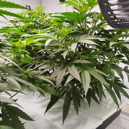 Candy Kush @ Nirvana Seeds