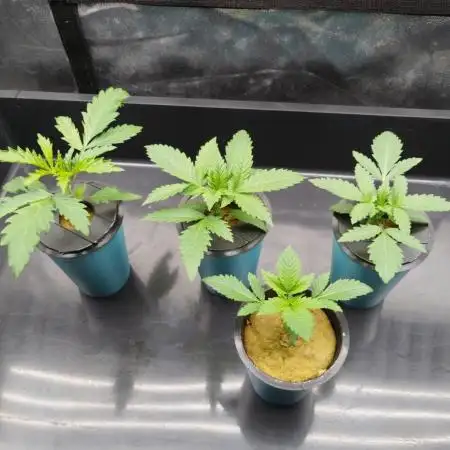 Candy Kush @ Nirvana Seeds