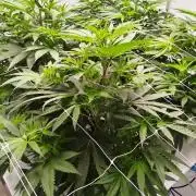 Candy Kush @ Nirvana Seeds