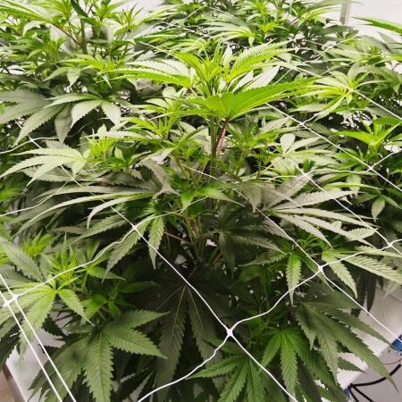 Candy Kush @ Nirvana Seeds