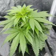 Candy Kush @ Nirvana Seeds