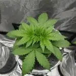 Candy Kush @ Nirvana Seeds
