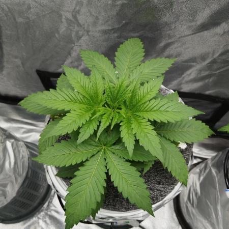 Candy Kush @ Nirvana Seeds