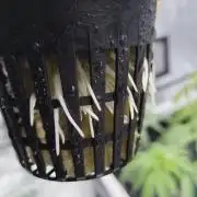 Candy Kush @ Nirvana Seeds