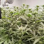 Candy Kush @ Nirvana Seeds