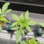 Candy Kush @ Nirvana Seeds