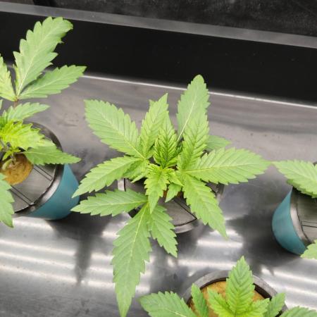Candy Kush @ Nirvana Seeds