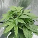 Candy Kush @ Nirvana Seeds