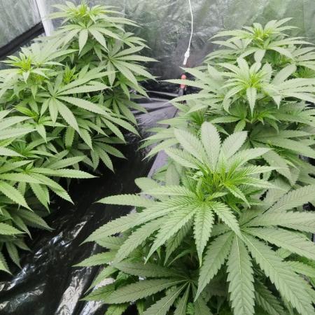 Candy Kush @ Nirvana Seeds